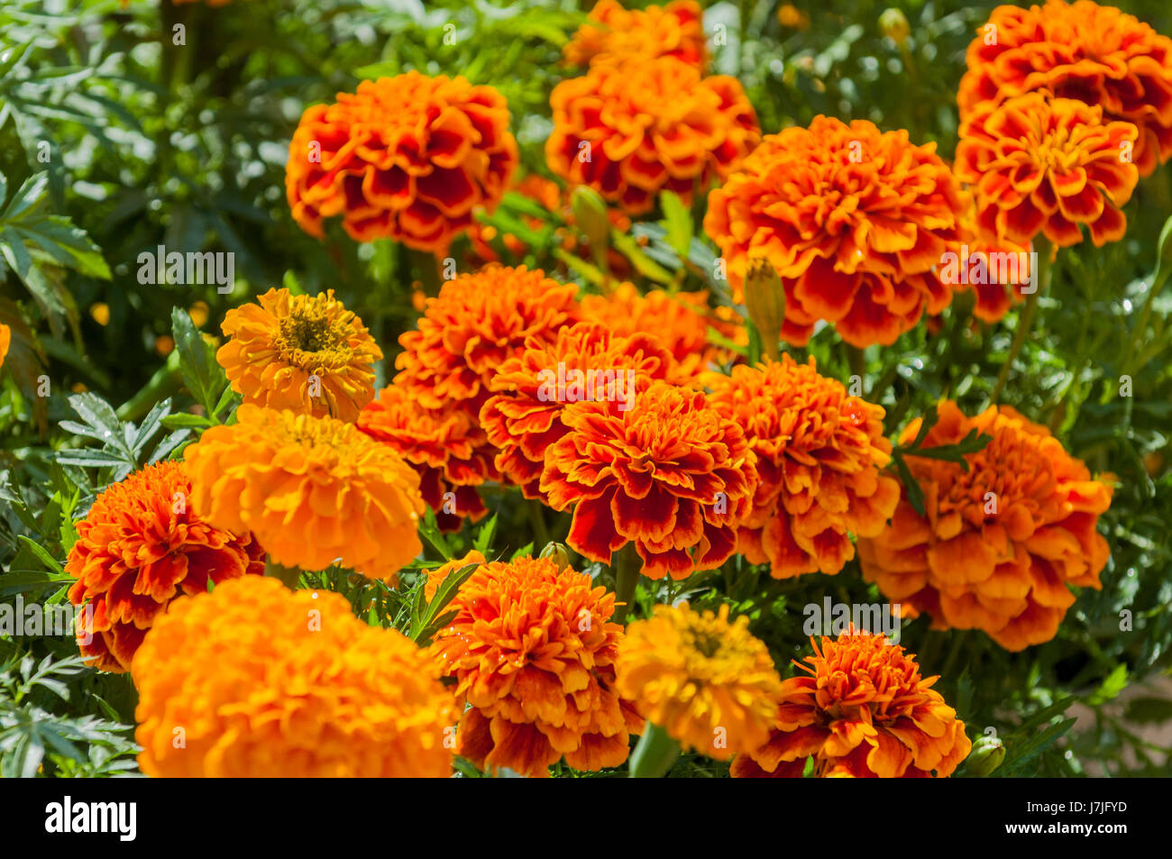 orange marigolds in pots Stock Photo Alamy