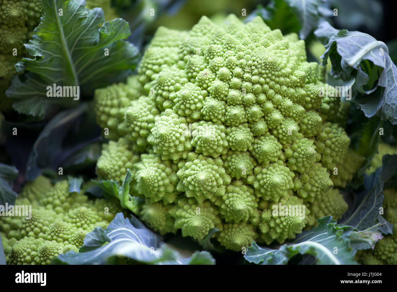 Still life of romanesco cauliflower or broccoli heads Stock Photo Alamy