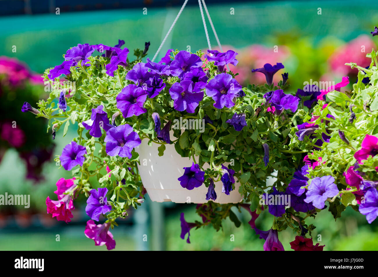 surfinias in hanging baskets Stock Photo Alamy