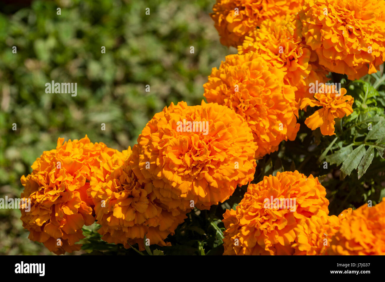 orange marigolds in pot Stock Photo Alamy