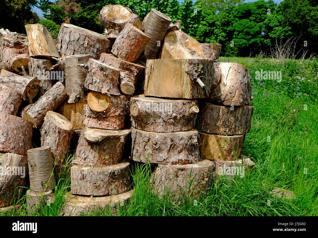 pile of sawn tree trunks, norfolk, england Stock Photo