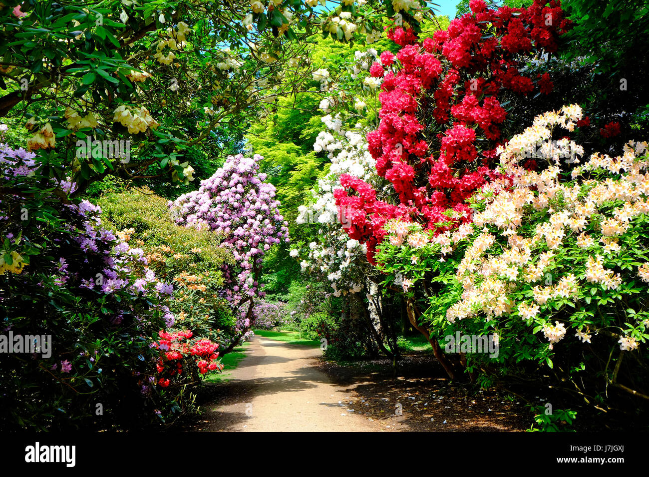 rhododendron flowers, sheringham park, north norfolk, england Stock Photo -  Alamy