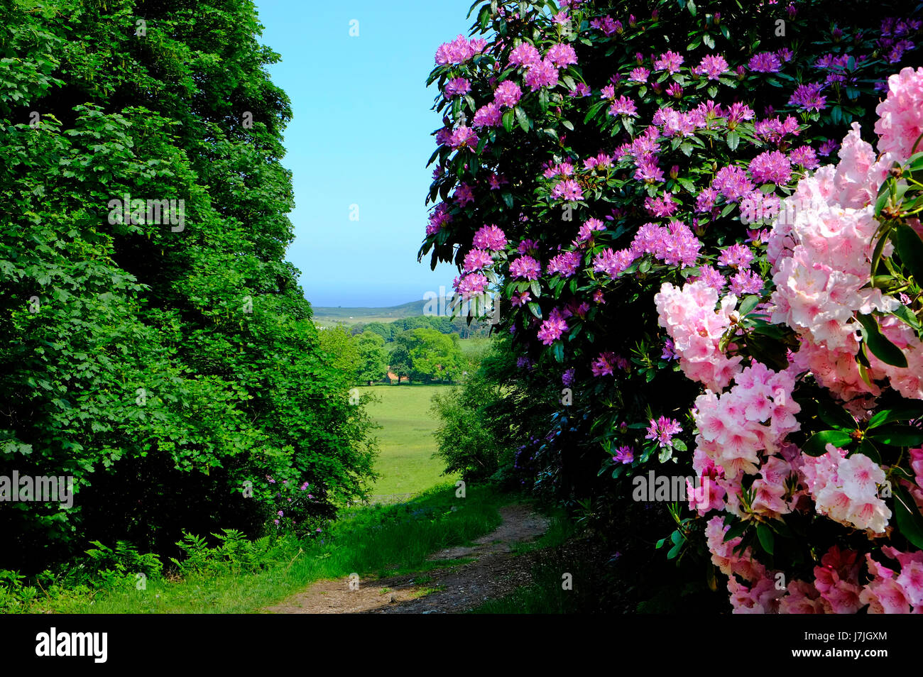 rhododendron flowers, sheringham park, north norfolk, england Stock Photo