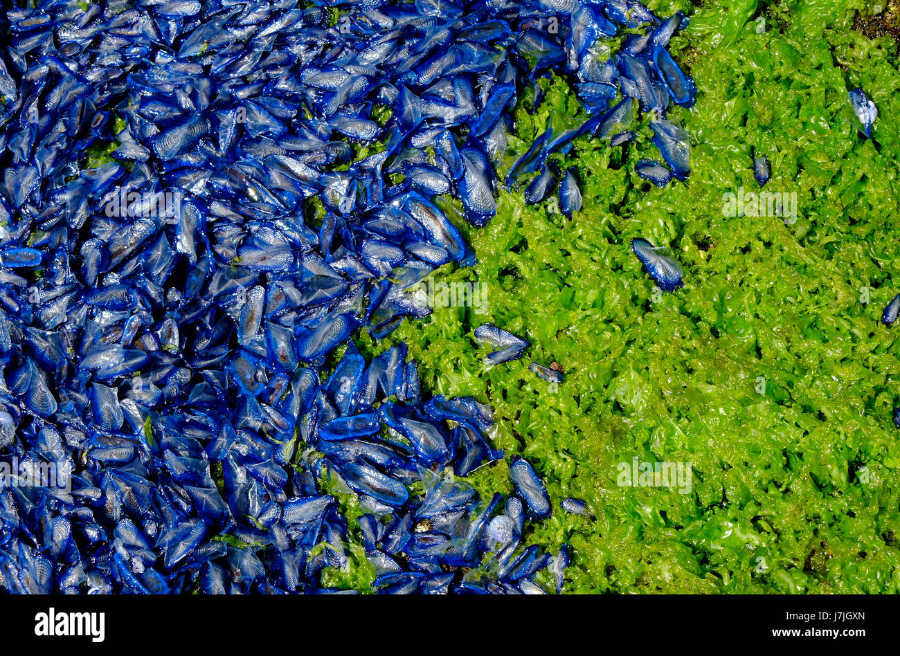 velella, bright blue sea creatures, sardinia, italy Stock Photo