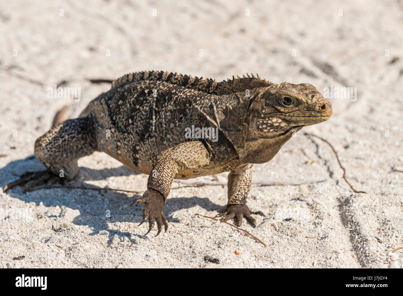 Cyclura nubila hires stock photography and images Alamy