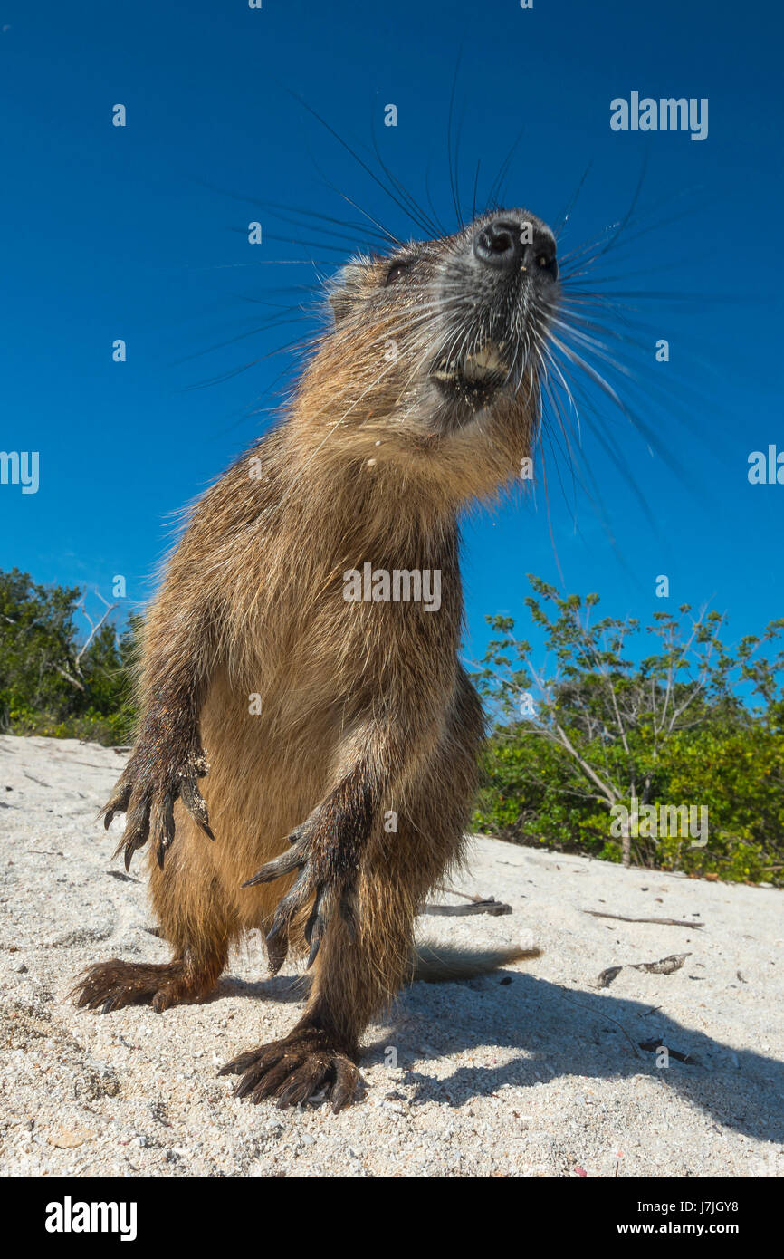 Cuban Hutia, Capromys pilorides, Jardines de la Reina, Cuba Stock Photo ...