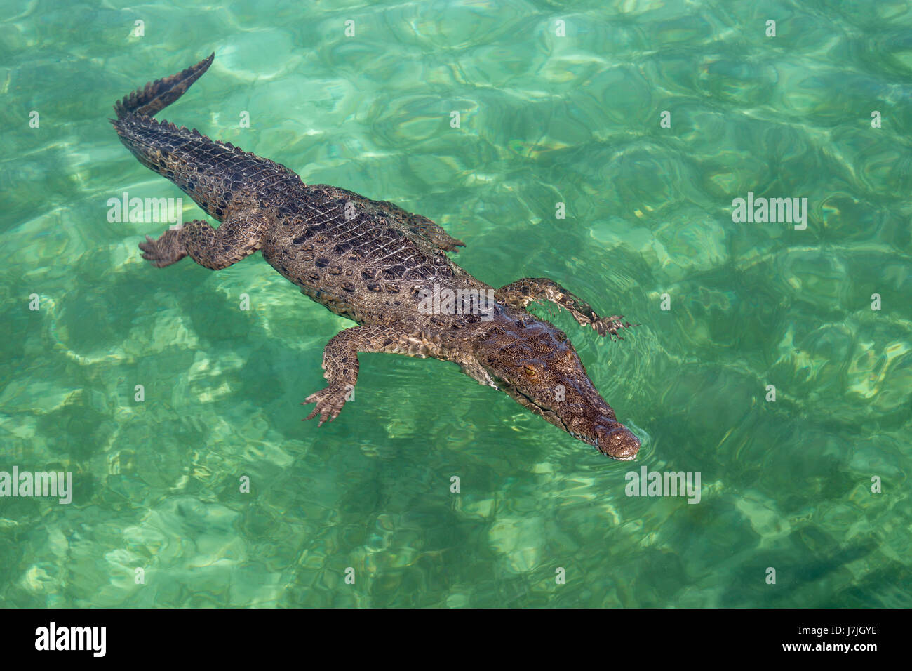 American Crocodile, Crocodylus acutus, Jardines de la Reina, Cuba Stock Photo
