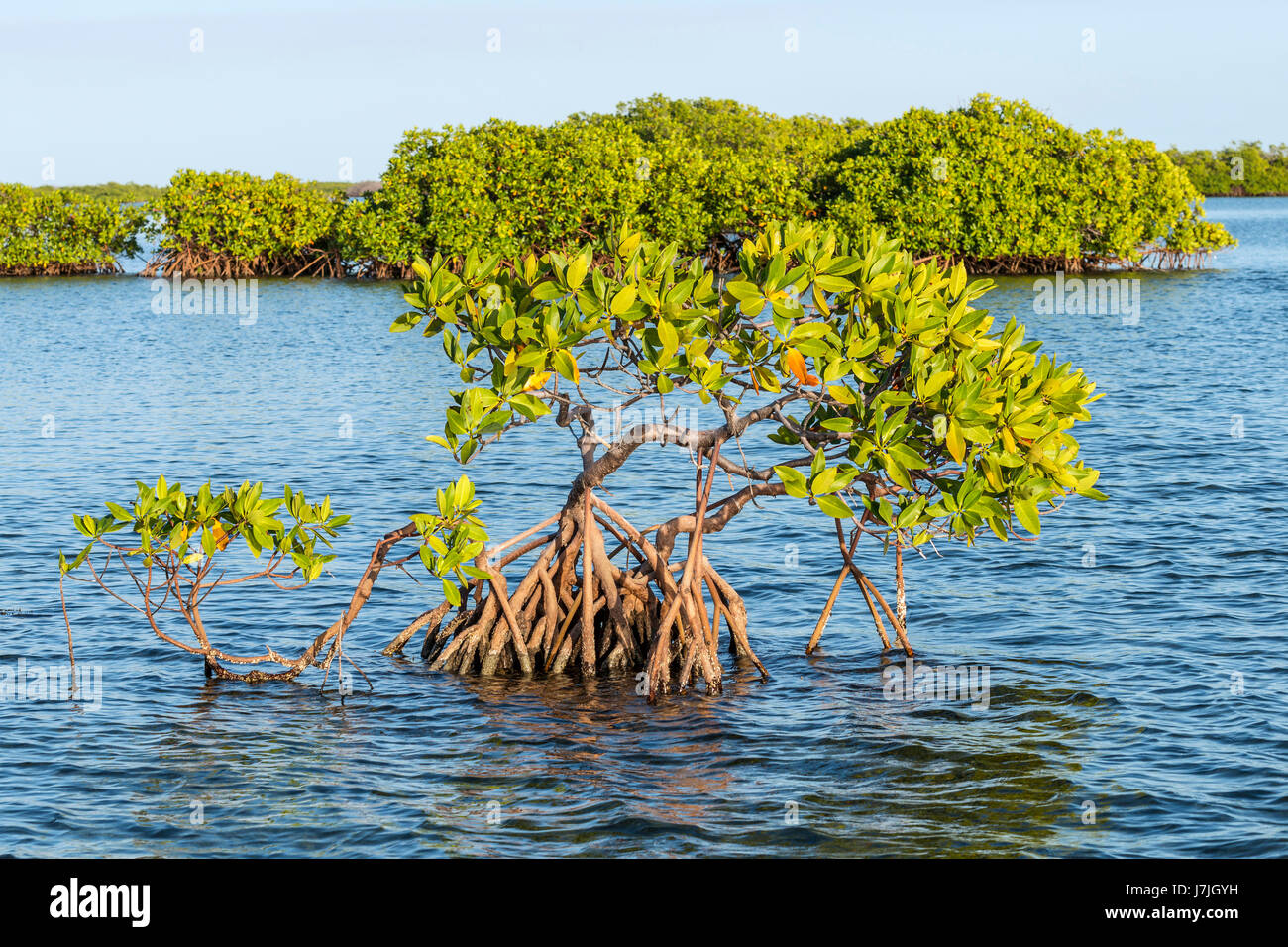 Red Mangroves, Rhizophora mangle, Jardines de la Reina, Cuba Stock Photo