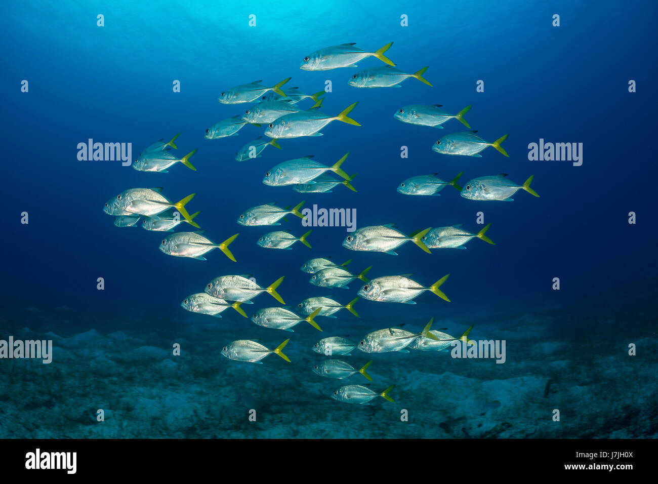 Shoal of Horse-eye Jacks, Caranx latus, Jardines de la Reina, Cuba Stock Photo