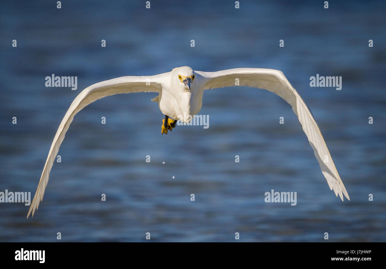 Close up Snowy egret flying straight at camera Stock Photo