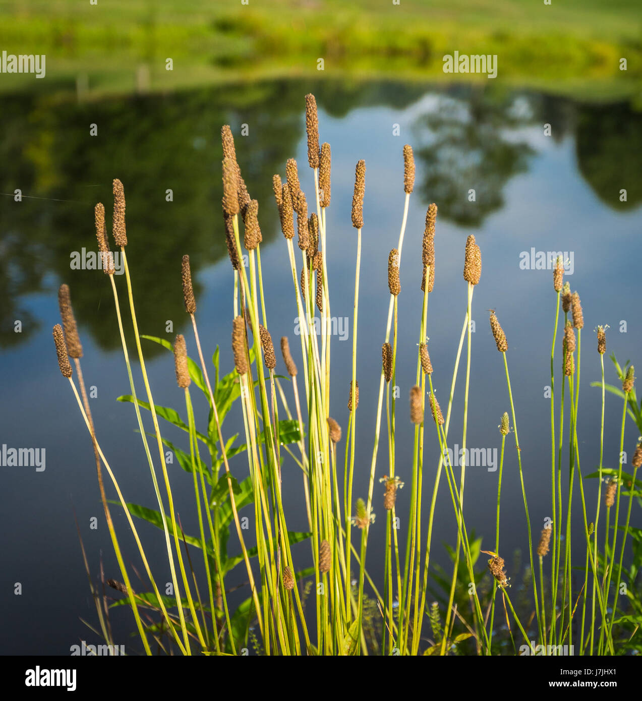 Reeds near beautiful lake hi-res stock photography and images - Alamy