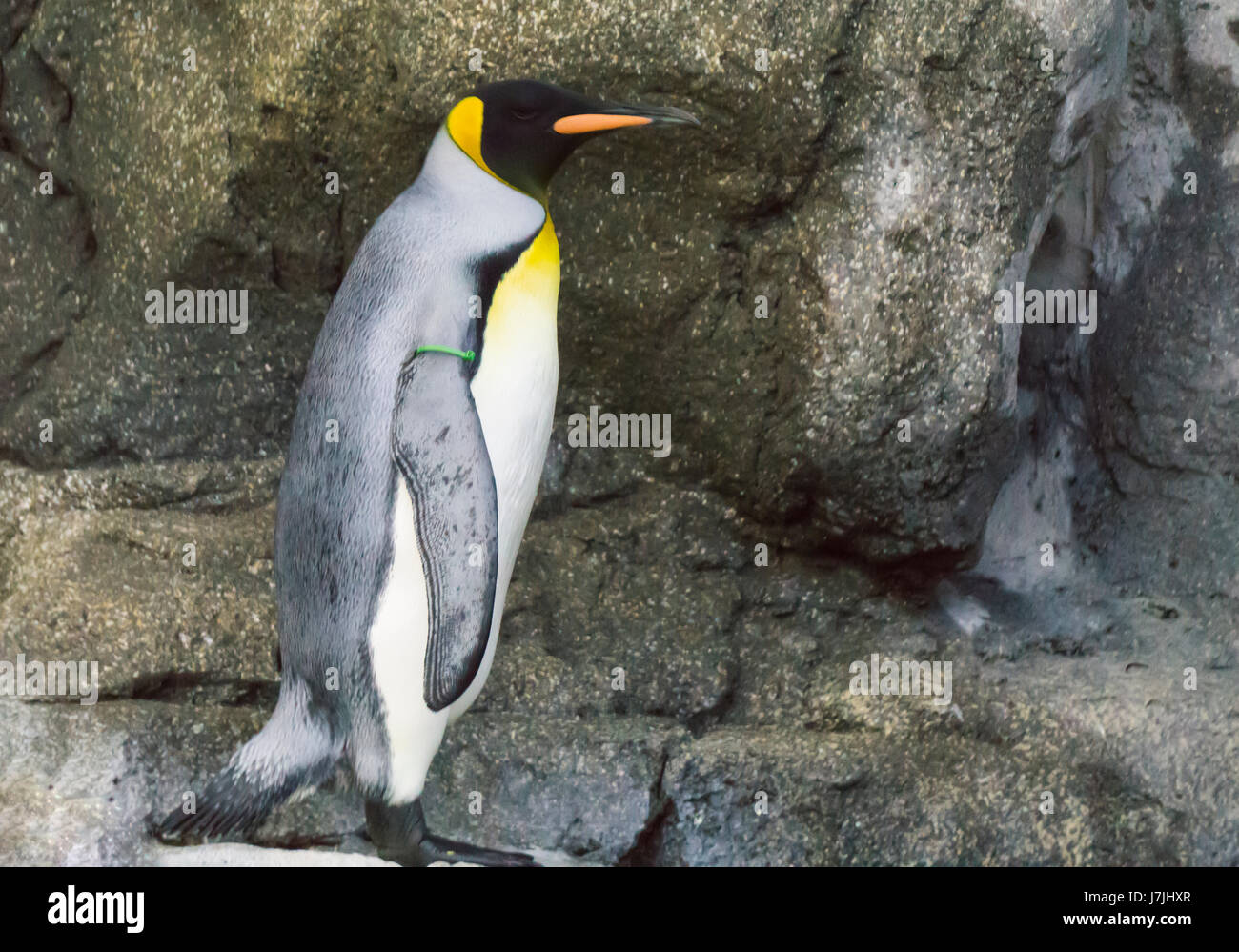 King Penguin Calgary Zoo Stock Photo - Alamy