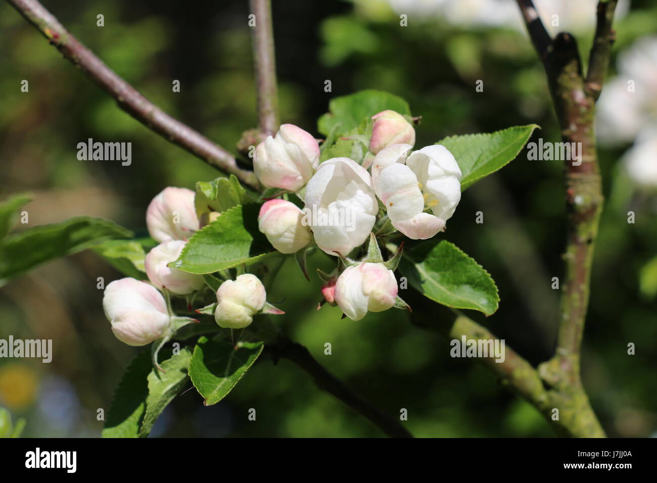 Cluster of white and pink Discovery Apple Blossom buds opening in the Spring sunshine in Shropshire, England Stock Photo