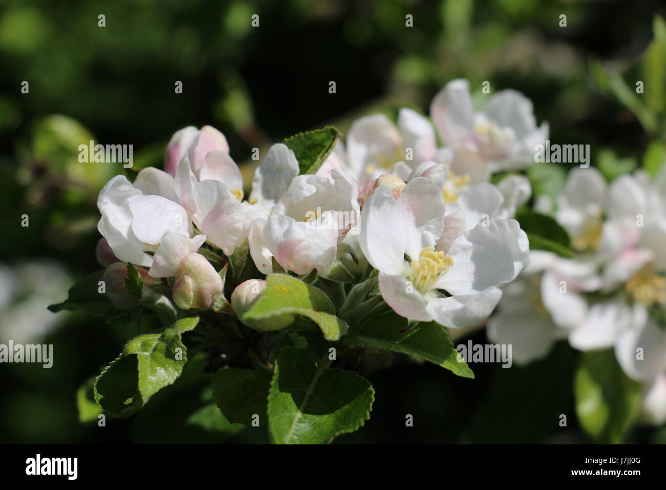 Cluster of white and pink Discovery Apple Blossom flowers blooming in the Spring sunshine in Shropshire, England Stock Photo