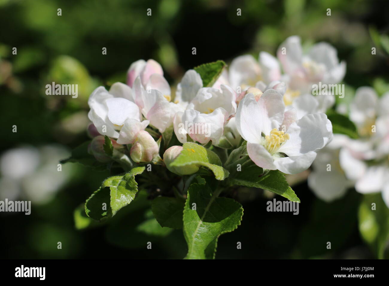 Cluster of white and pink Discovery Apple Blossom flowers blooming in the Spring sunshine in Shropshire, England Stock Photo