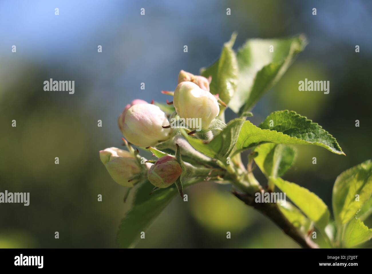 White and pink Discovery Apple Blossom buds opening in the Spring sunshine in Shropshire, England Stock Photo