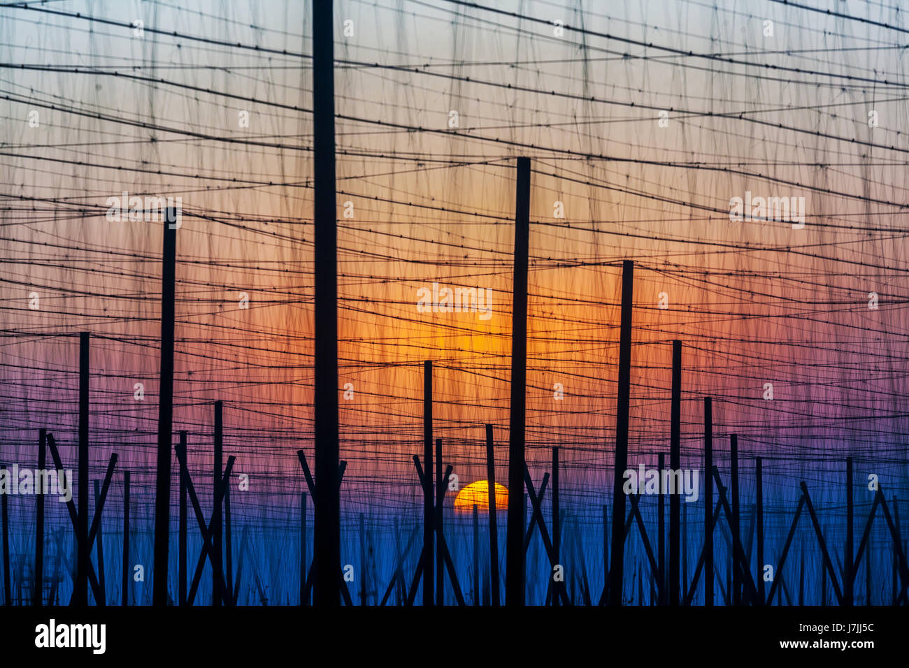 Morning sunrise, Hop field poles, Žatec hop region, Czech Republic, landscape Europe rising sun Stock Photo