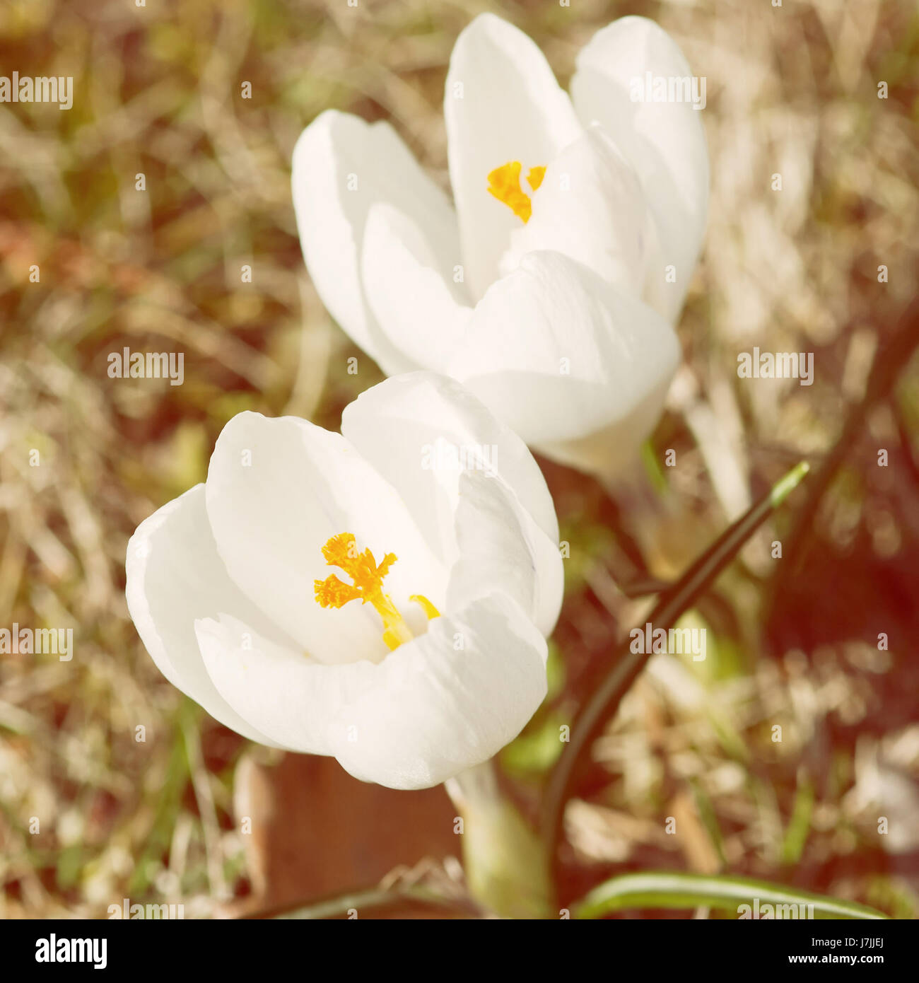 White crocus Crocus heuffelianus. Seasonal natural scene. Spring time