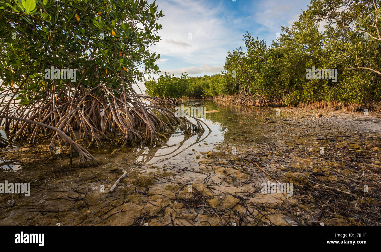 Rich, healthy mangrove lagoon Stock Photo Alamy