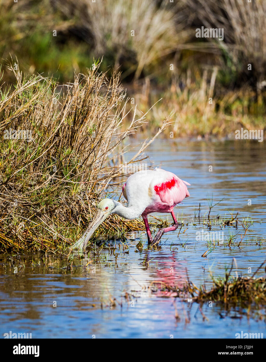 Roseate spoonbill feeds in natural Florida environment Stock Photo