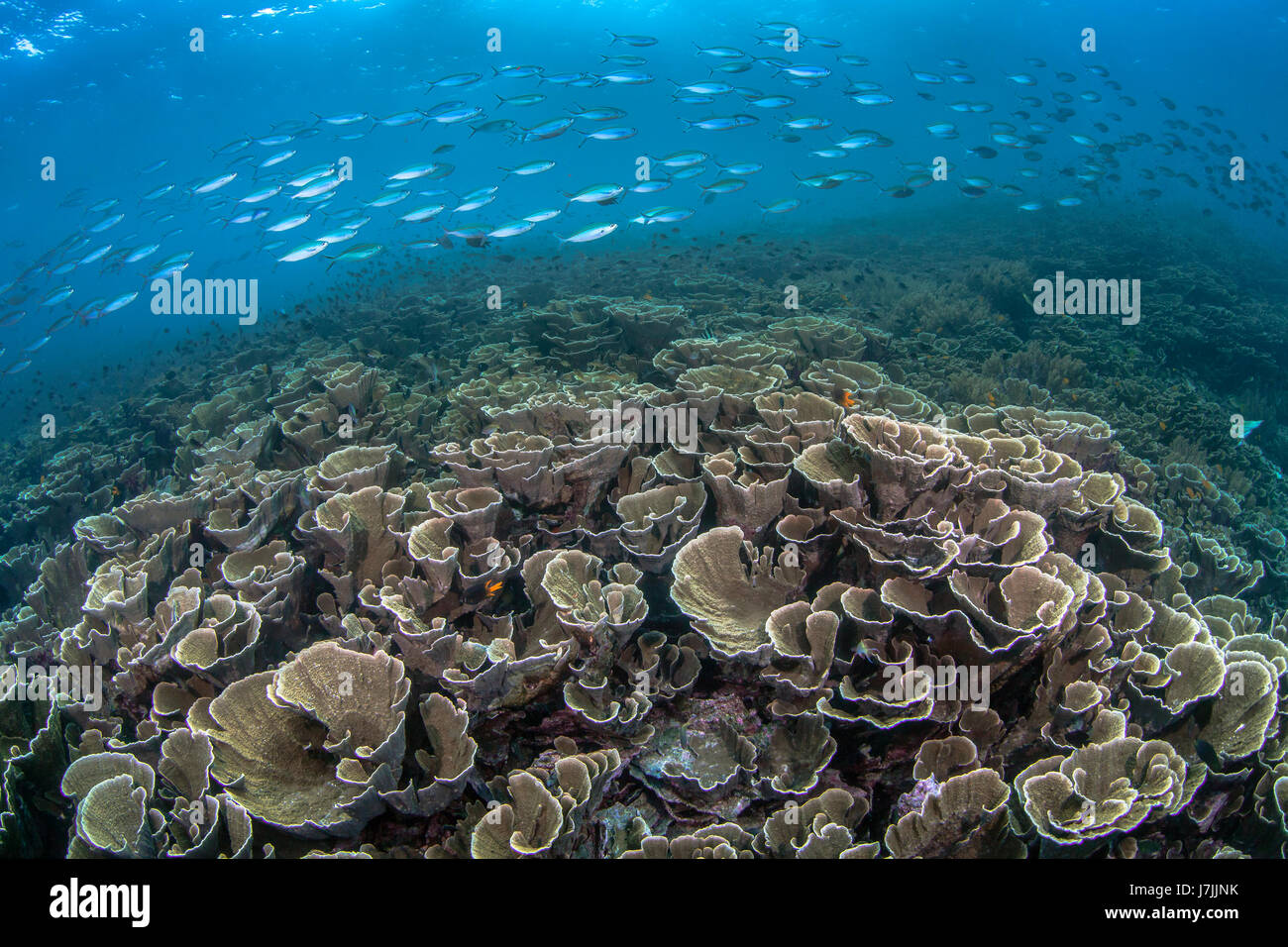School of fusilier fish stream over cabbage coral (Turbinaria sp.) reef. Raja Ampat, West Papua. Indonesia. Stock Photo