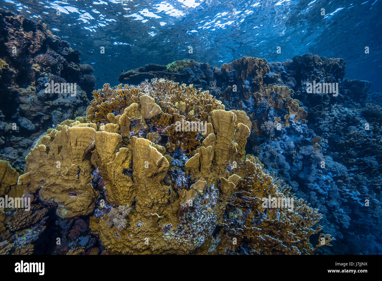 Seascape image of blade fire coral (Millepora complanata) colonies along a wall reef in the Red Sea off the coast of Southern Egypt. Stock Photo