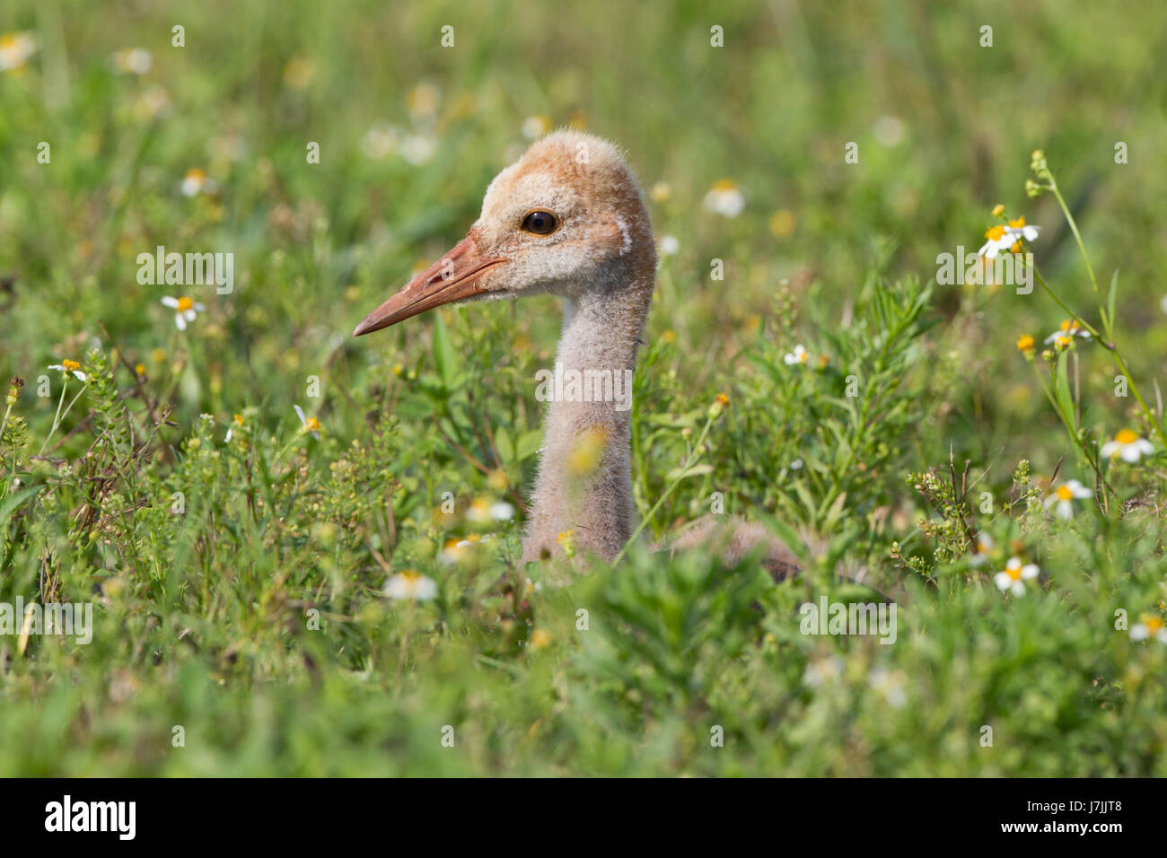 Young sandhill crane peeks head through spring wild flowers Stock Photo ...