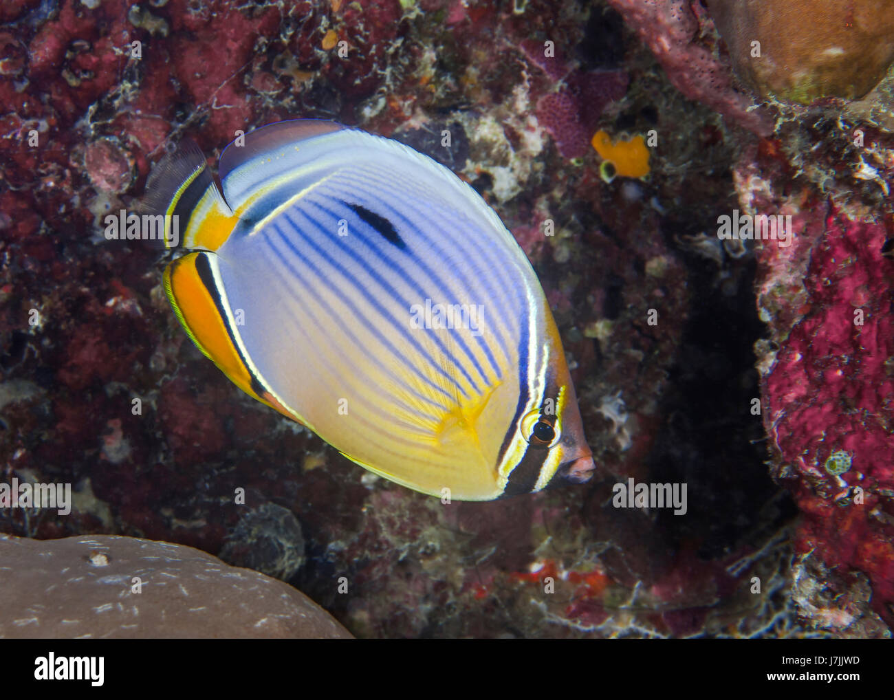 Close-up image of yellow and blue melon butterflyfish against contrasting red coral reef background. South Male Atoll, Maldives. Stock Photo