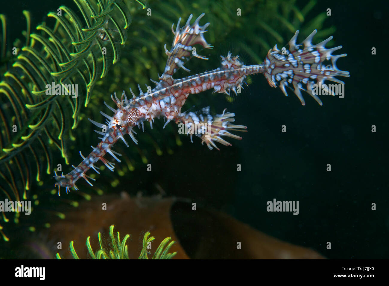 Ornate Ghost Pipefish hovering among green crinoids. Lembeh Straits, Indonesia. Stock Photo