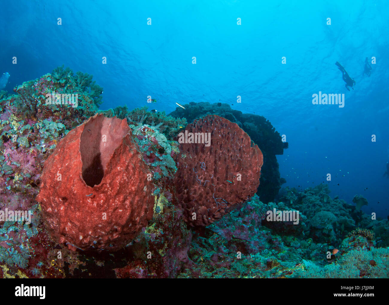 Seascape of giant red barrel sponges with diver silhouettes in blue water background. Spratly Islands, South China Sea. Stock Photo