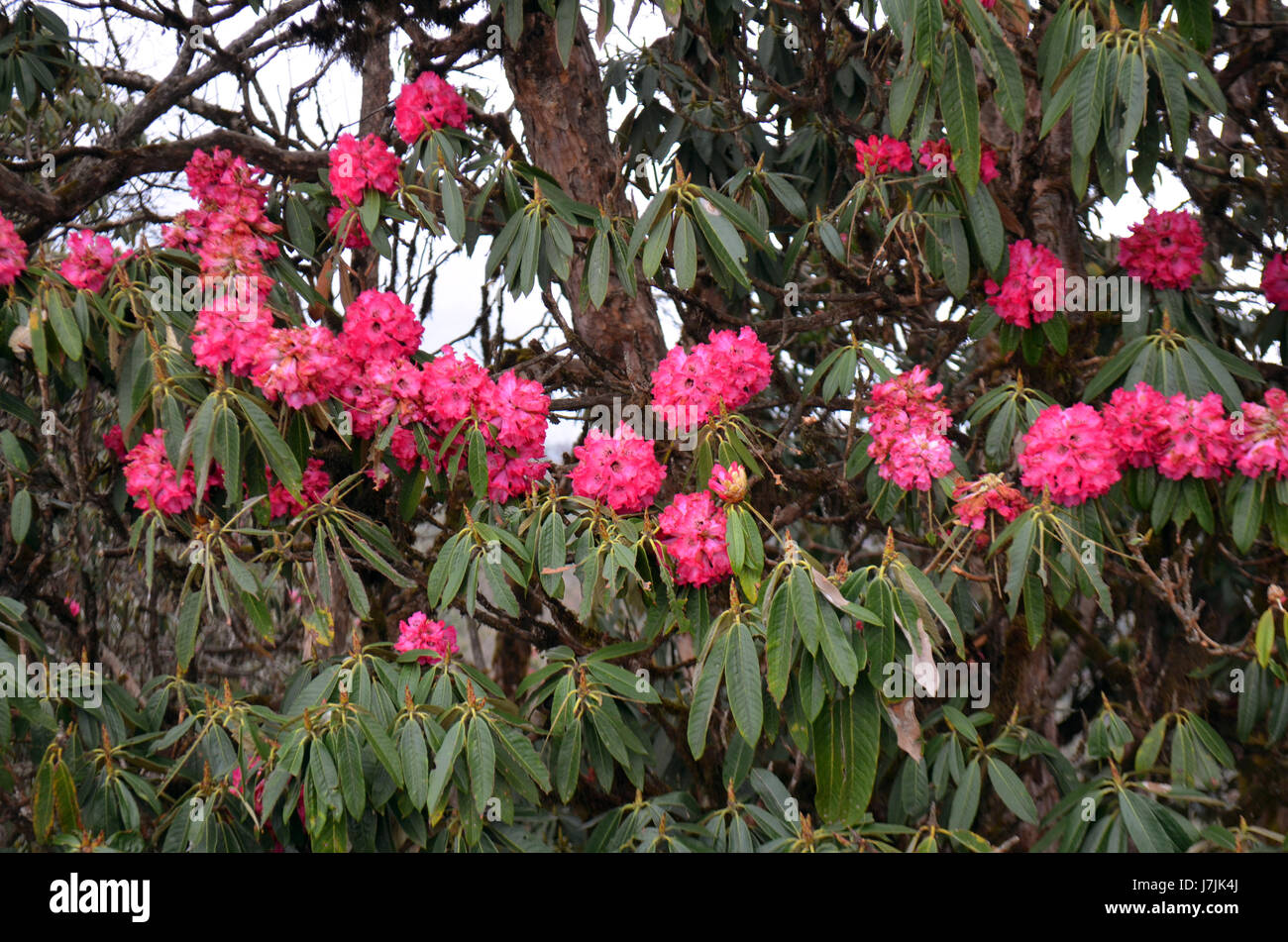 Flowers of nepal hires stock photography and images Alamy