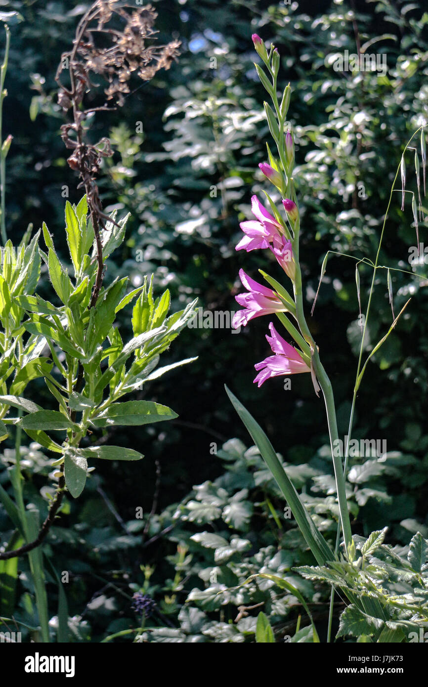 Flora taxonomy hi-res stock photography and images - Alamy