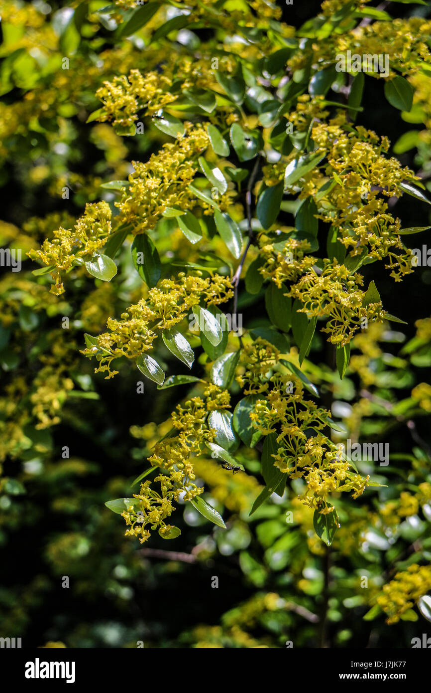 Flora taxonomy hi-res stock photography and images - Alamy