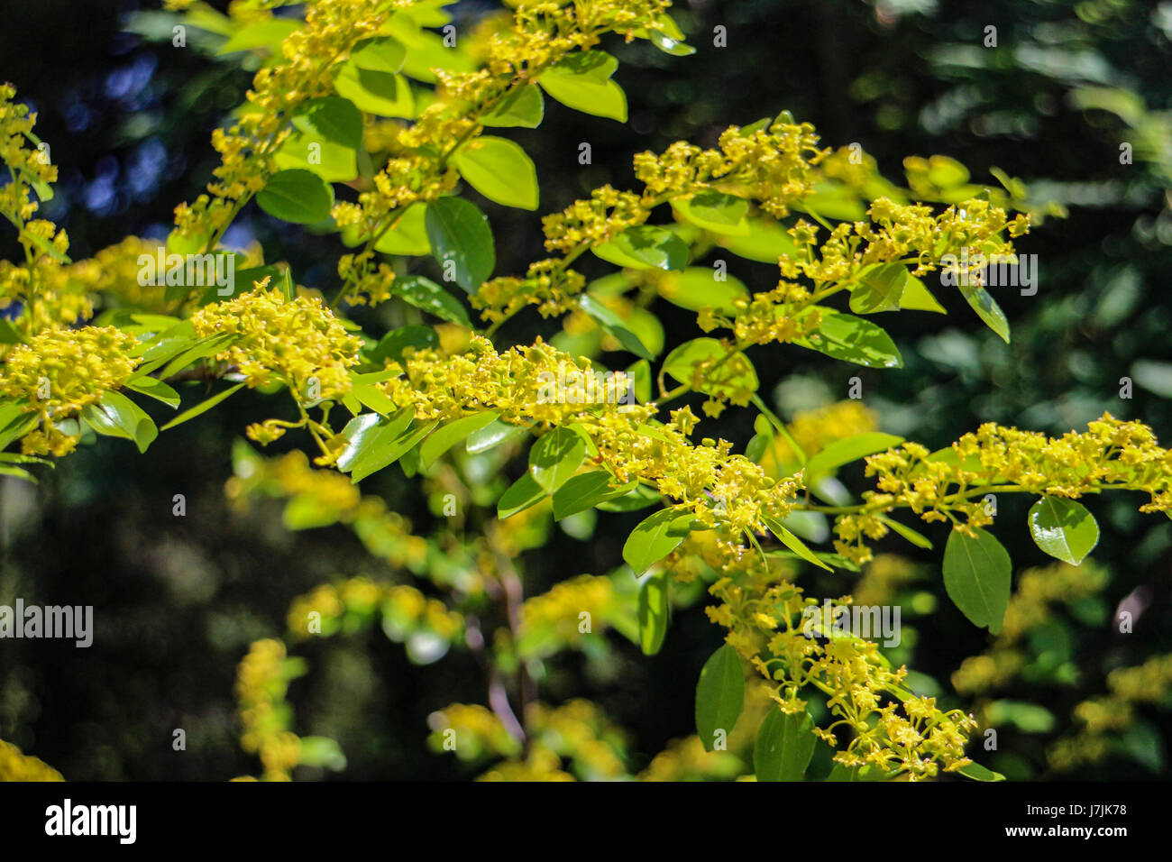 Flora taxonomy hi-res stock photography and images - Alamy