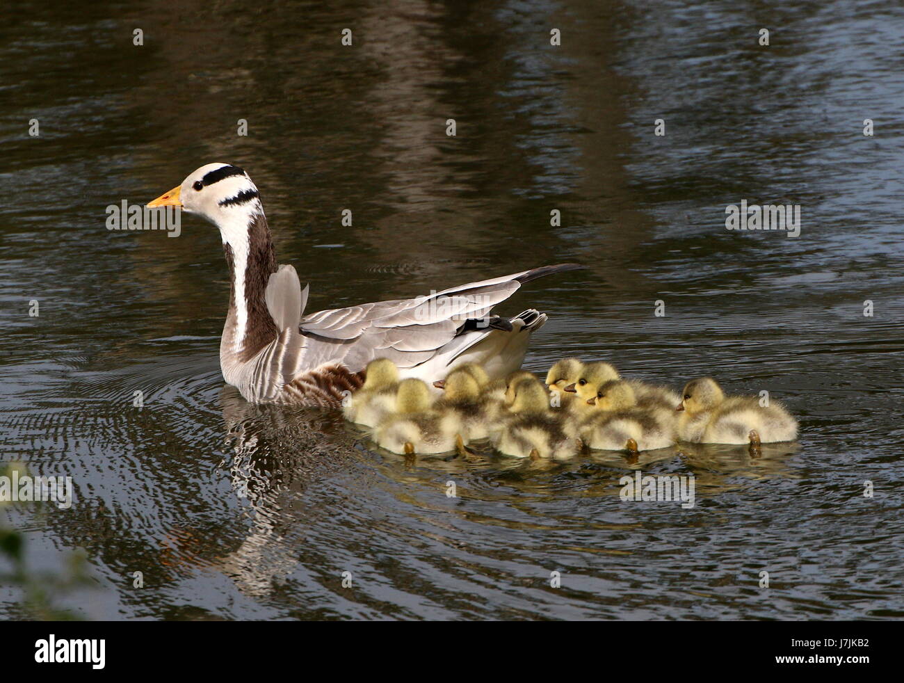 Mother Bar-headed Goose (Anser Indicus) swimming with a dozen newborn baby goslings. Stock Photo