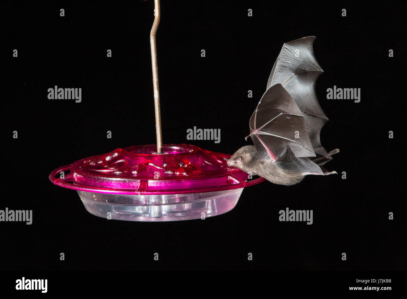 bat species flying at night and drinking from hummingbird feeder
