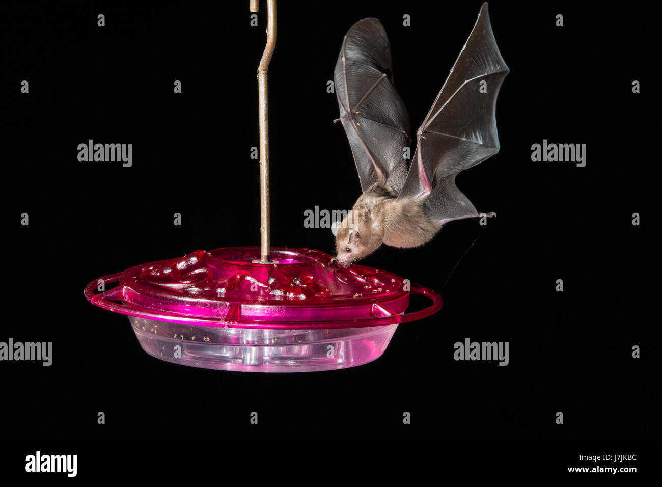 Bat species in the caribbean hires stock photography and images Alamy