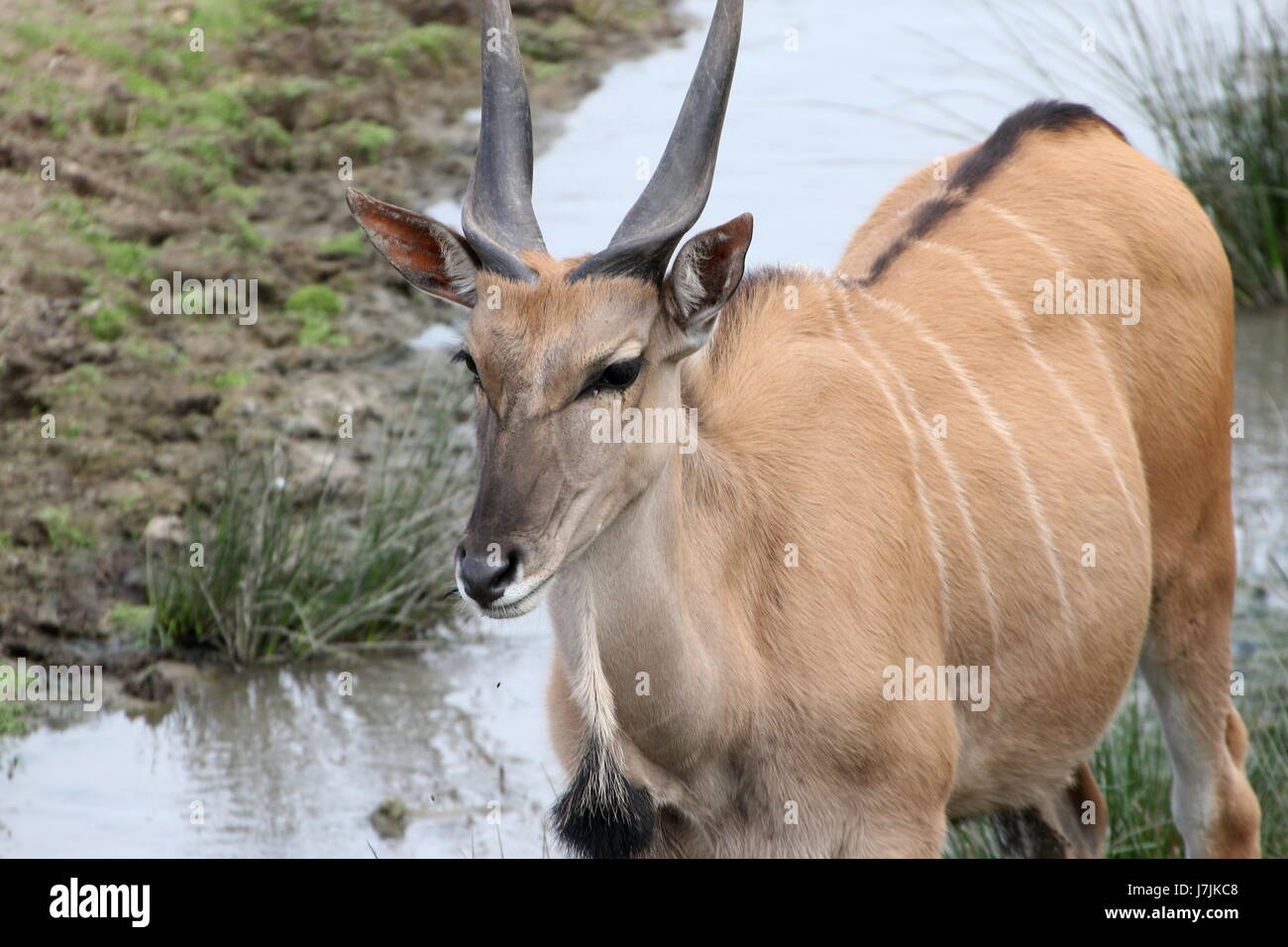 African Southern or Common Eland antelope (Taurotragus oryx ), closeup of the head. Stock Photo
