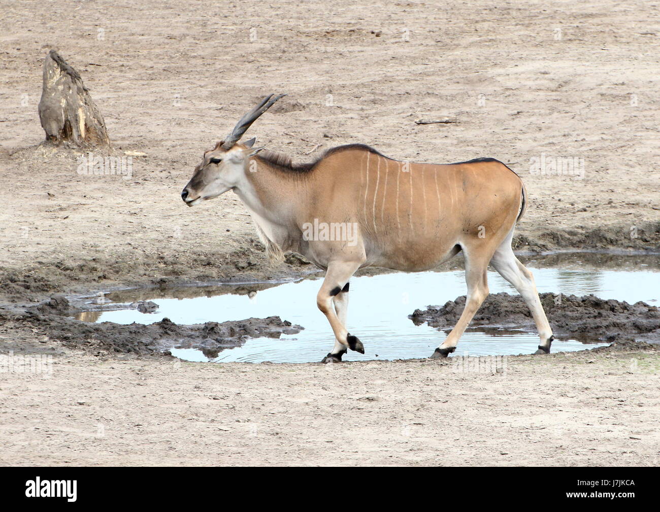 African Southern or Common Eland antelope (Taurotragus oryx ) walking past a watering hole Stock Photo