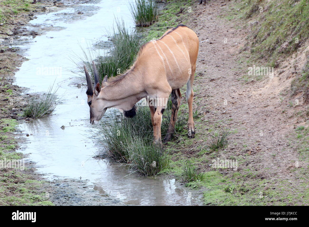 African Southern or Common Eland antelope (Taurotragus oryx ) drinking at a small stream. Stock Photo