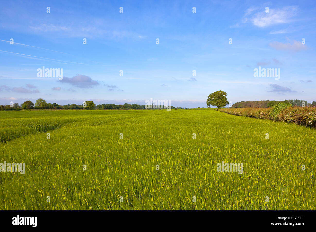 a springtime green barley crop with woodland and hedgerows under a blue sky in yorkshire Stock Photo