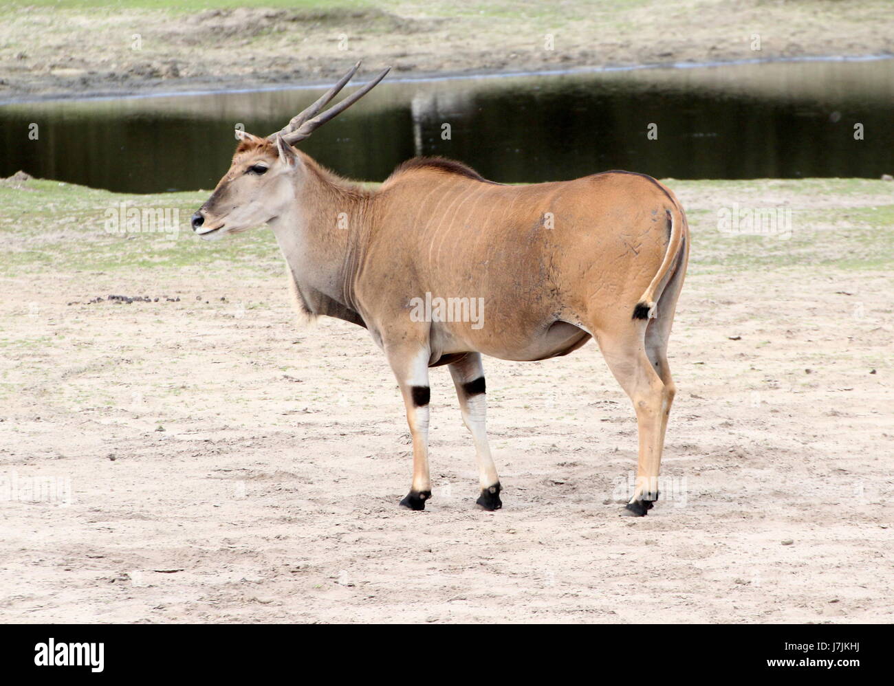 Mature male African Southern or Common Eland antelope (Taurotragus oryx ). Stock Photo