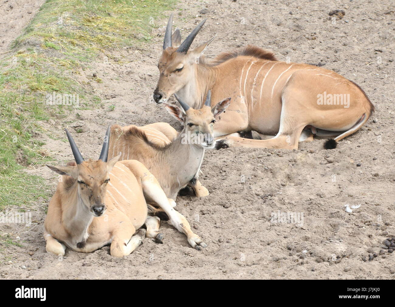 Three lazy Juvenile African Southern or Common Eland antelopes (Taurotragus oryx) resting. Stock Photo