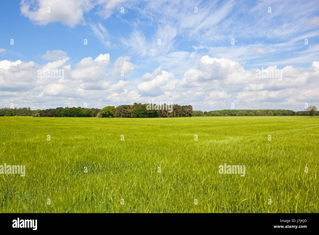 a springtime green barley crop with woodland on the horizon under a blue sky in yorkshire Stock Photo