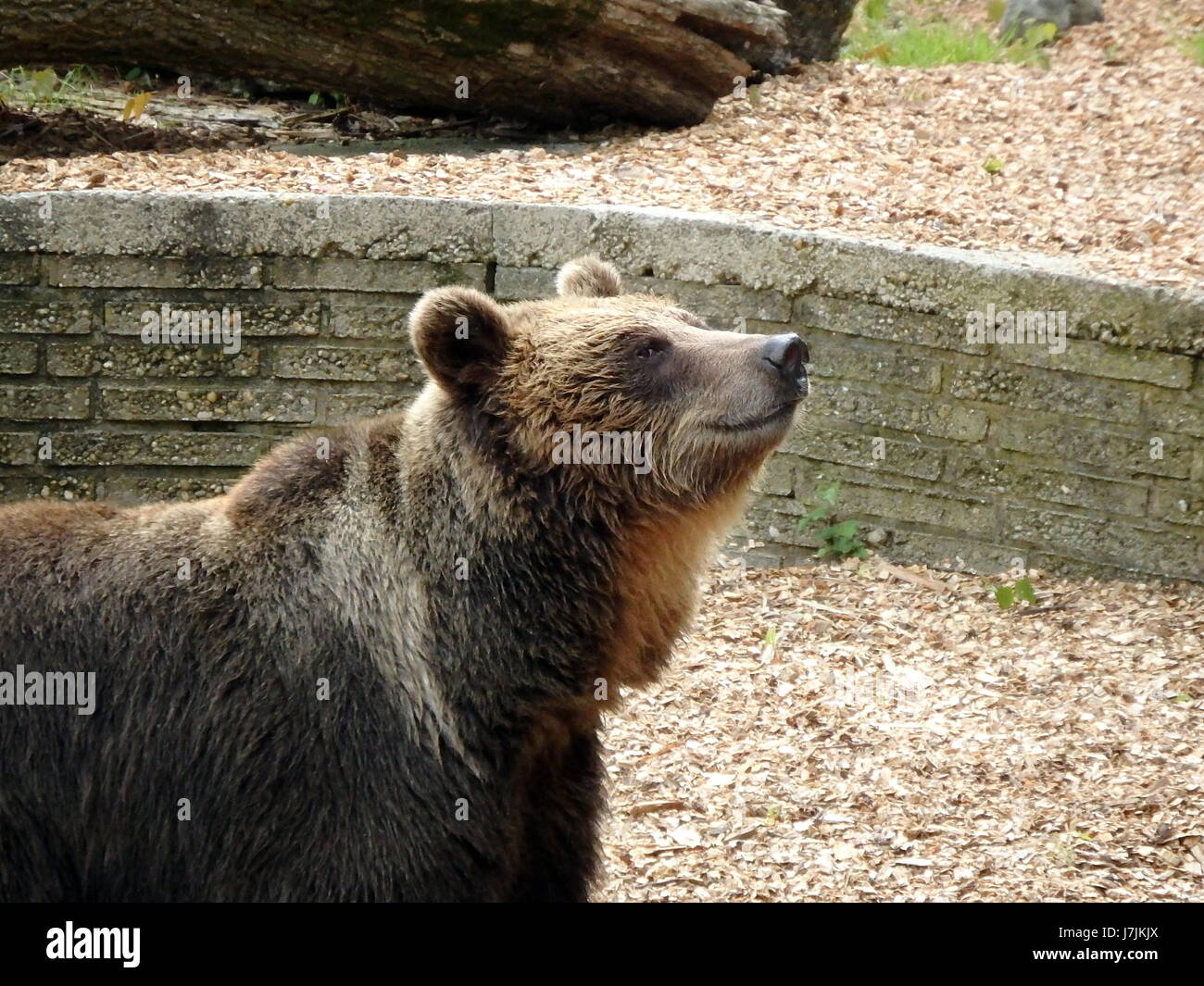 European brown bear, (Ursus arctos Stock Photo - Alamy