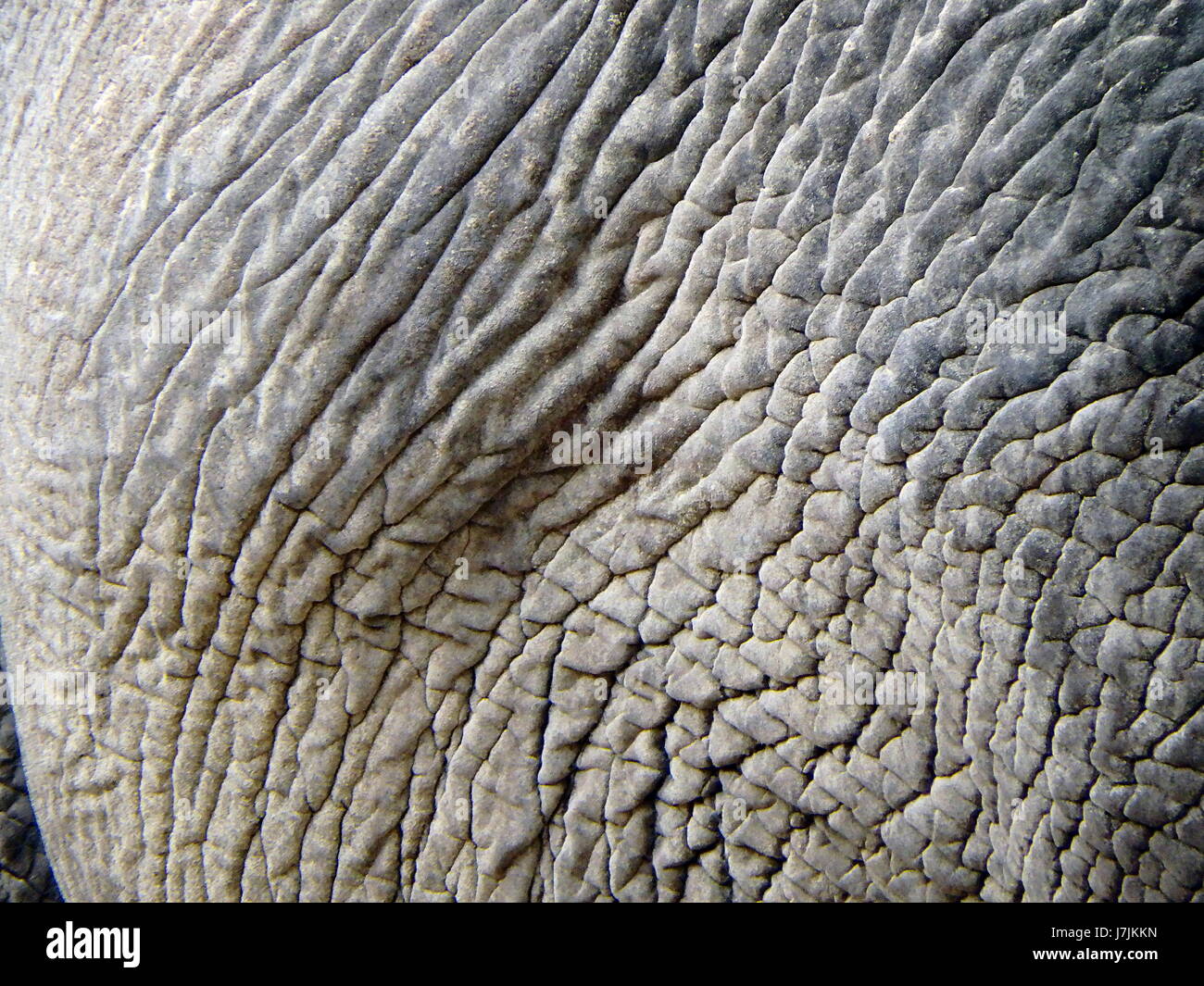 Elephant - leather - detail, Elephant skin background Stock Photo - Alamy
