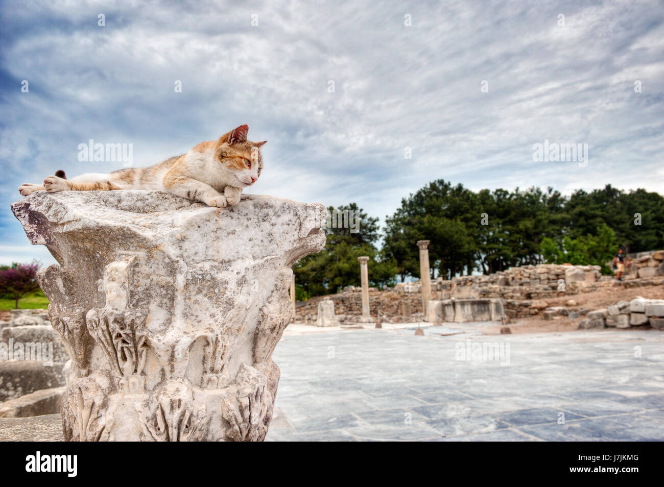 Cat amongst city ruins of Ephesus, Turkey Stock Photo