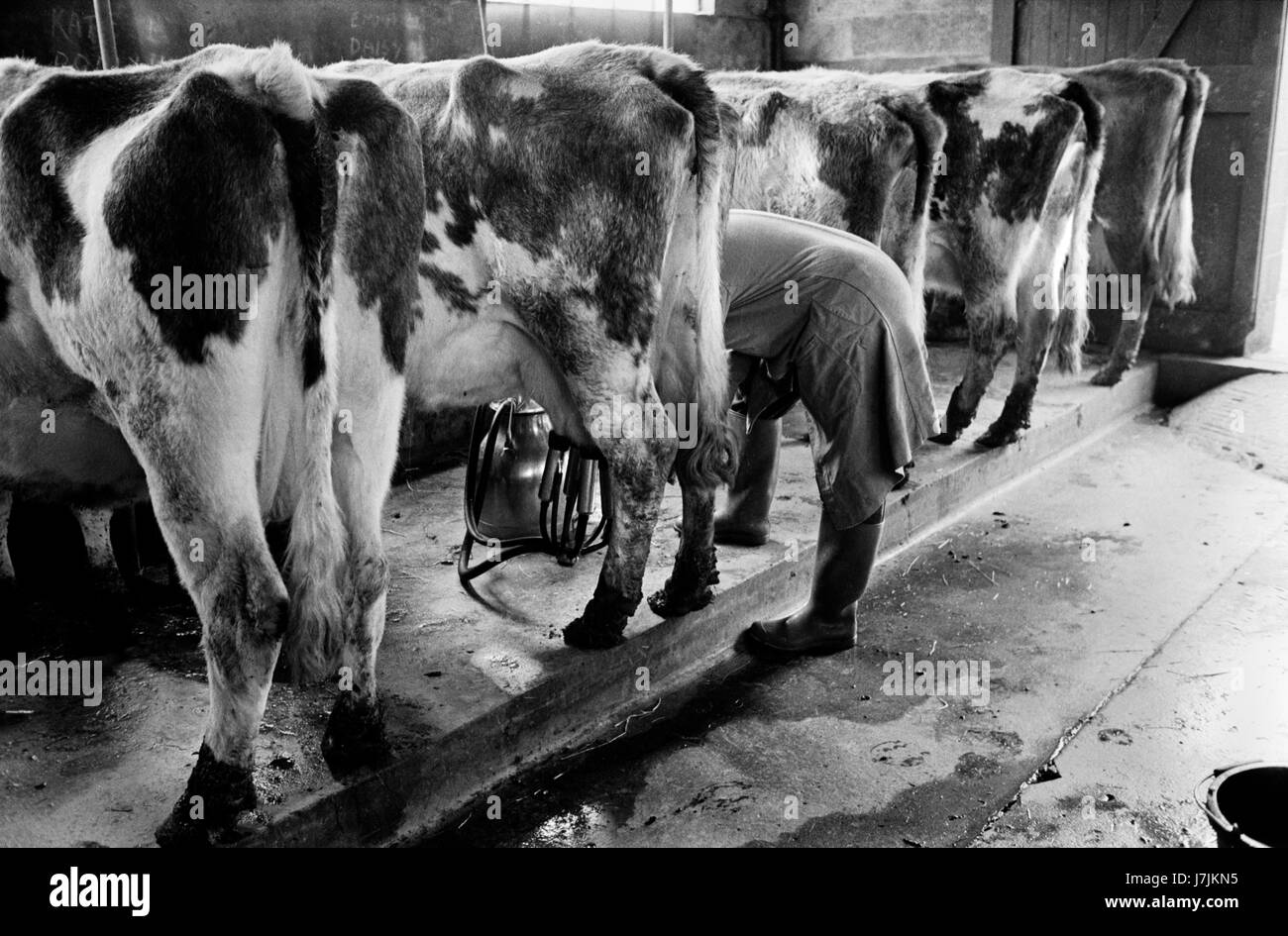 Farmer milking cows by hand using pump. 70s UK Gloucestershire 1970s Britain  Village life 1975 The Cotswolds.  Lower and Upper Slaughter are twin villages on the River Eye and are know as The Slaughters.  1975 HOMER SYKES Stock Photo