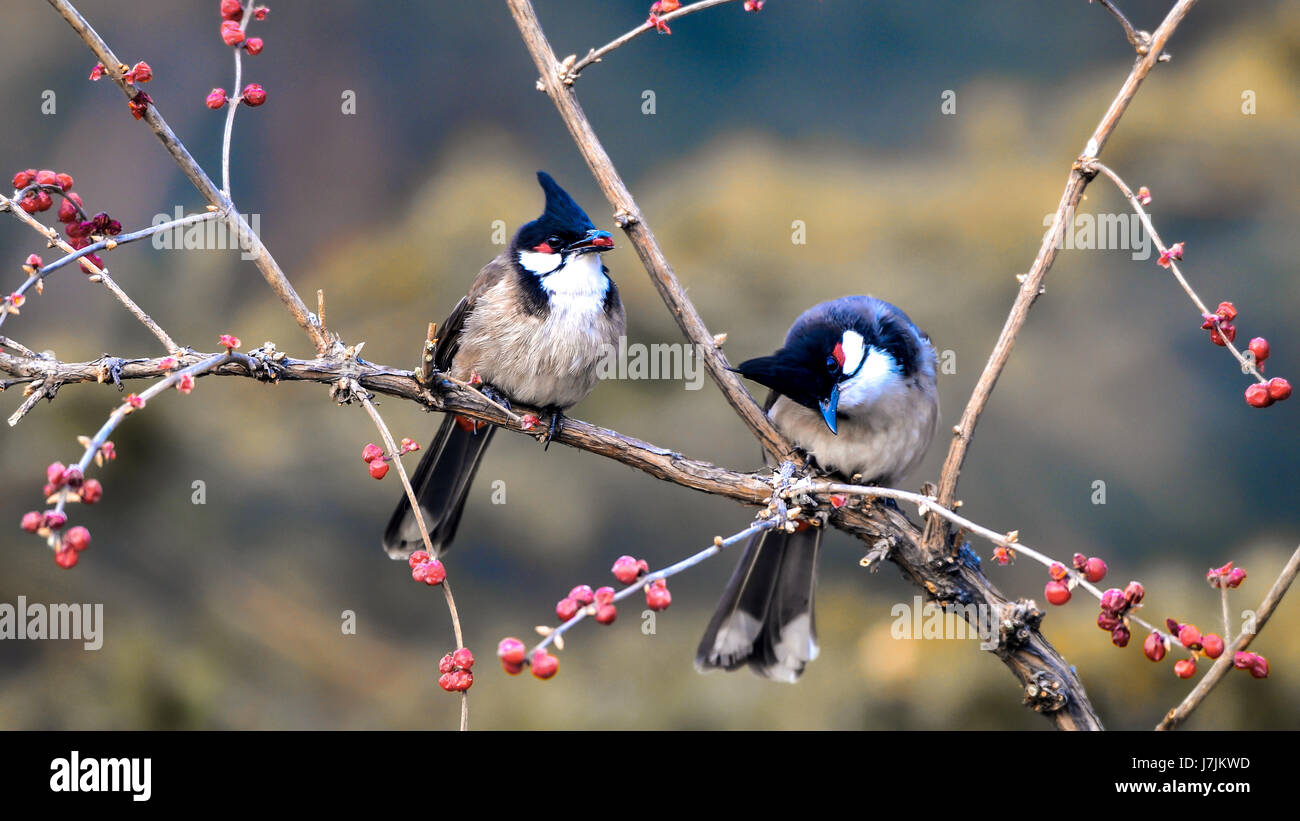 Two birds on branch Stock Photo