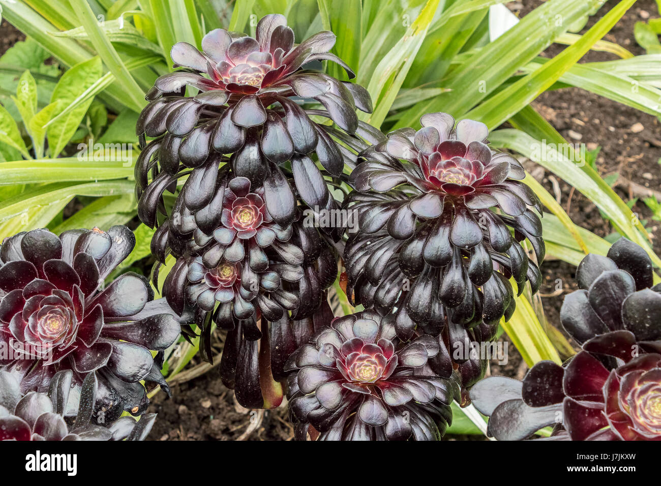 fertilizer outdoor plants Premium Liquid Tropical Plants Plant Fertilizer - 3-1-2 Concentrate for Indoor Plants and Flowers by Gardenera